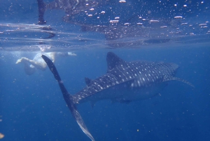 Snorkeling alle isole Daymaniyat
