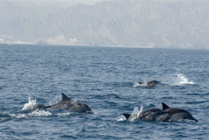 Vanuit Muscat: Ontdek de dolfijnen dagtrip