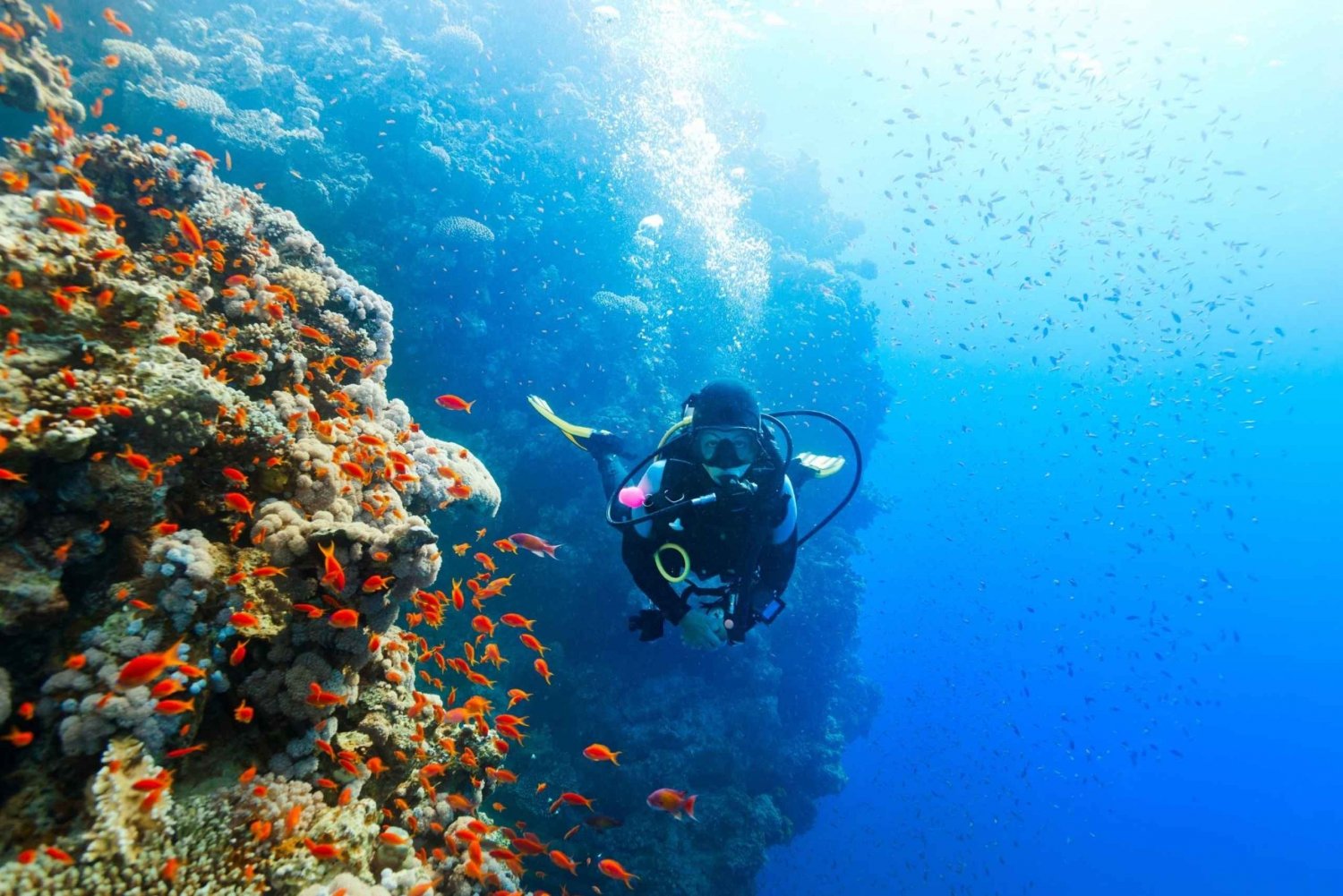 Diving Experience in Khasab