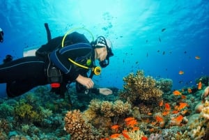 Diving Experience in Khasab