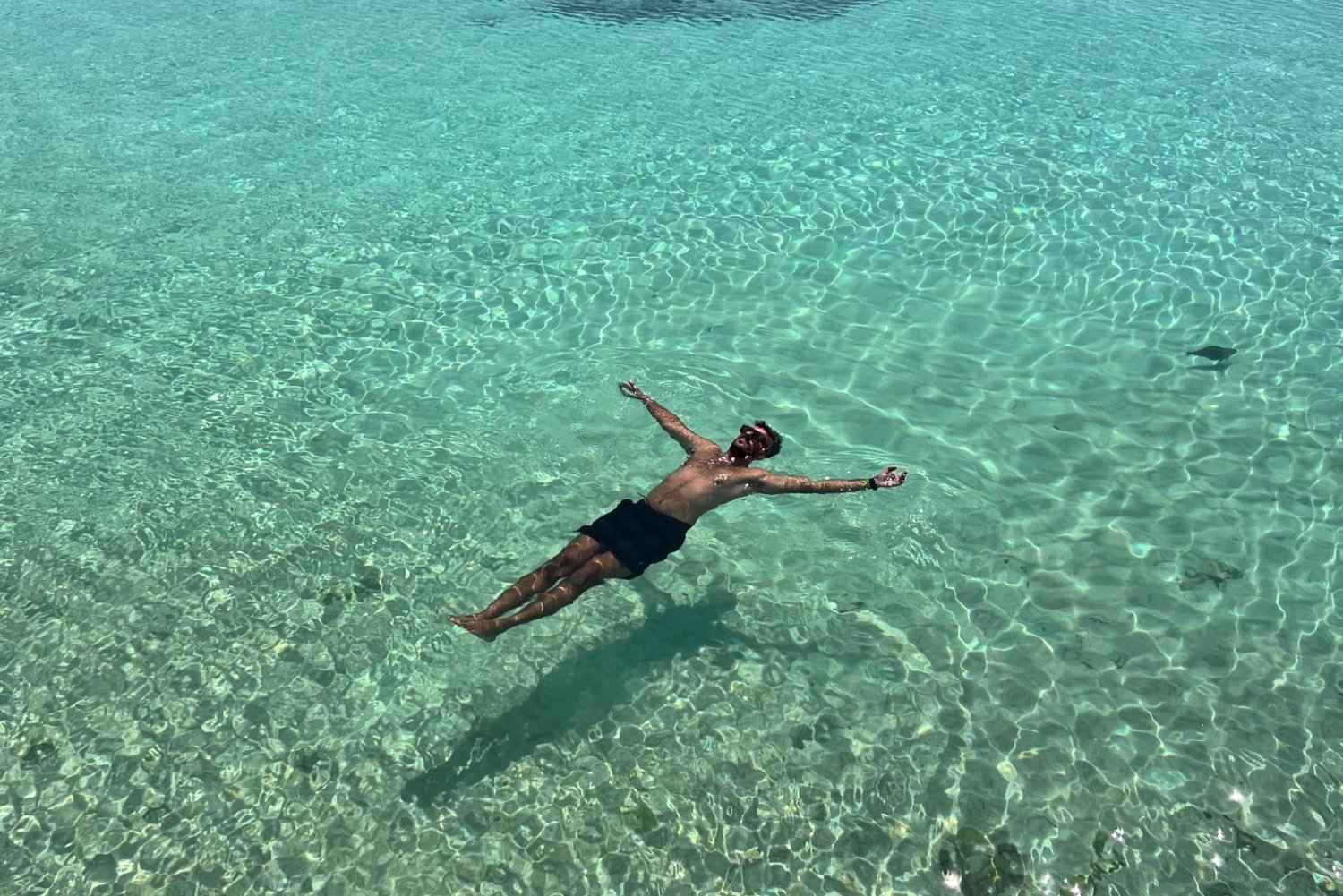 diymaniyat Plongée en apnée (nage avec des requins baleines ou des tortues)