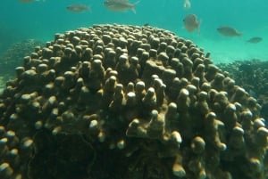 diymaniyat Plongée en apnée (nage avec des requins baleines ou des tortues)