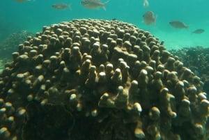 дийманият Снорклинг (плавание китовых акул или черепах)