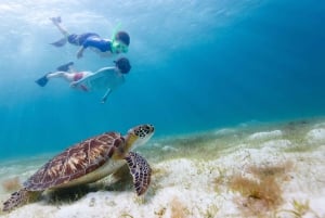 diymaniyat Snorklaus (ui valashai tai kilpikonna)