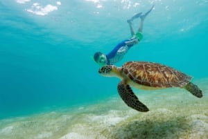 diymaniyat Snorklaus (ui valashai tai kilpikonna)