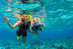 diymaniyat Snorklaus (ui valashai tai kilpikonna)