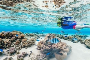 diymaniyat Snorklaus (ui valashai tai kilpikonna)