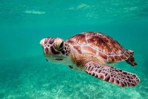 diymaniyat Snorklaus (ui valashai tai kilpikonna)