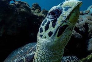 diymaniyat Snorklaus (ui valashai tai kilpikonna)