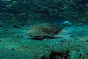 diymaniyat Snorklaus (ui valashai tai kilpikonna)