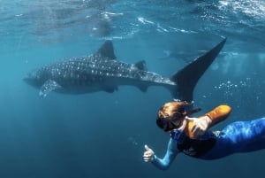 diymaniyat Snorklaus (ui valashai tai kilpikonna)