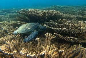 diymaniyat Snorklaus (ui valashai tai kilpikonna)