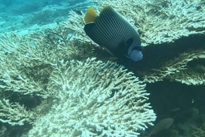 diymaniyat Snorklaus (ui valashai tai kilpikonna)