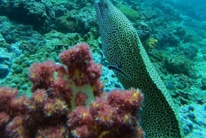 diymaniyat Snorklaus (ui valashai tai kilpikonna)