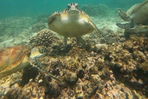 diymaniyat Snorklaus (ui valashai tai kilpikonna)