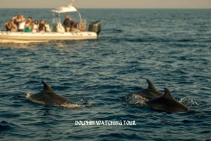 Dolphin Watching and Snorkeling Tour with Hotel Transfers