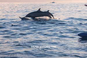 Dolphin Watching and Snorkeling Tour with Hotel Transfers