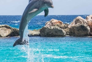 Dolphin Watching and Snorkeling Tour with Hotel Transfers