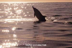 Dolphin Watching and Snorkeling Tour with Hotel Transfers