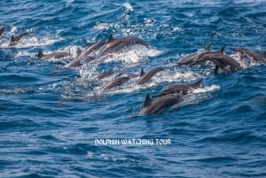 Dolphin Watching and Snorkeling Tour with Hotel Transfers