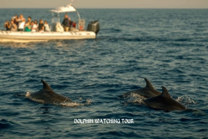 Delfiinien katselu ja snorklausretki hotellin kuljetuksineen