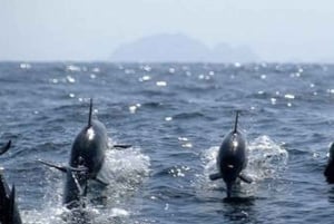 Muscat: obserwacja delfinów i nurkowanie z rurką