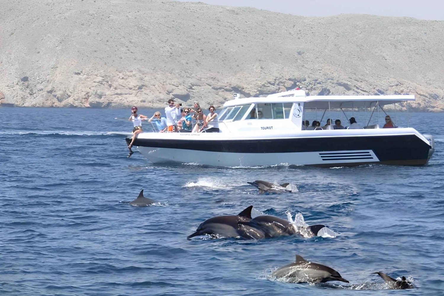 Dolphin Watching in Muscat