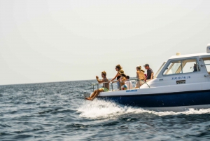 Dolphin Watching in Muscat