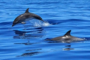 Dolphin Watching & Snorkeling Trip Muscat (3 hours)