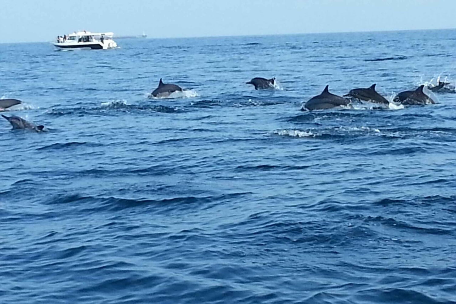 جولة مشاهدة الدلافين