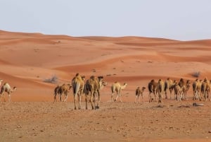 رحلة ركوب الجمال في صحراء دبي عند شروق الشمس مع وجبة الإفطار
