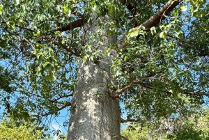 Abenteuer Ost-Salalah: Natur, Geschichte und landschaftliche Reize