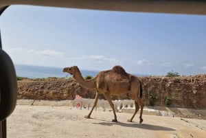 Øst-Salalah dag og nat: kameler, vandfald og souk-tur