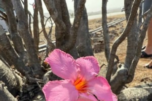 Östra Salalah dag och natt: kameler, vattenfall och souk-tur