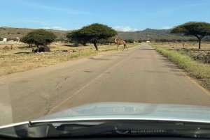 Salalah Oriental: safari privado en 4x4 y atardecer