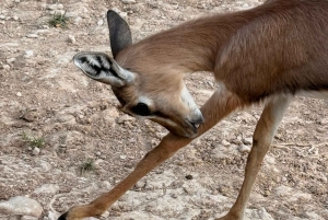 Salalah Oriental: safari privado en 4x4 y atardecer
