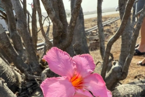 Salalah Oriental: safari privado en 4x4 y atardecer