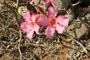 Salalah Oriental: safari privado en 4x4 y atardecer