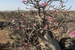 Salalah Oriental: safari privado en 4x4 y atardecer