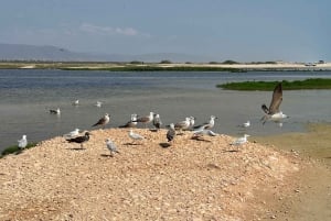 Elite Private Full Day Tour - Salalah Main Attractions