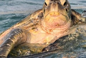 من مسقط: 2 - يومان وليلة واحدة في رأس الحد