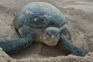 من مسقط: 2 - يومان وليلة واحدة في رأس الحد