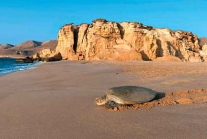 From Muscat: 3-Day Nizwa, Desert, Turtle, Wadi Shab