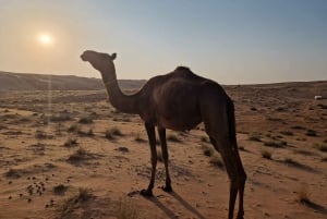 Desde Mascate: 3 días Nizwa, Desierto, Tortuga, Wadi Shab