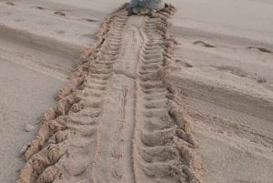 Desde Mascate: 3 días Nizwa, Desierto, Tortuga, Wadi Shab