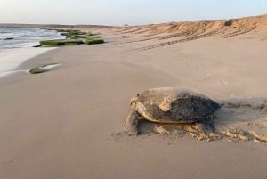 Desde Mascate: 3 días Nizwa, Desierto, Tortuga, Wadi Shab