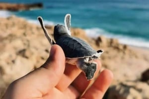Desde Mascate: 3 días Nizwa, Desierto, Tortuga, Wadi Shab