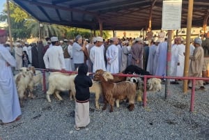 من مسقط: 3 أيام في نزوى والصحراء والسلحفاة ووادي شاب