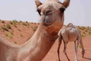 من مسقط: 3 أيام في نزوى والصحراء والسلحفاة ووادي شاب