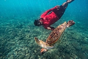 Wycieczka Daymaniat: wycieczka grupowa z nurkowaniem z rurkÄ…